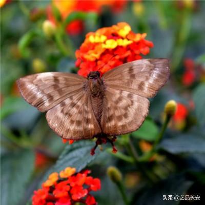 热血战师变态版下载